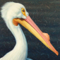 A Great White American Pelican