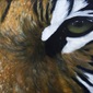 A Tigers View