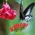 Merlin Flower