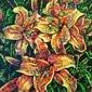 "Lillies"