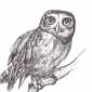 owl sketch