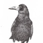 rook