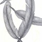 feathers sketch