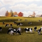Holsteins