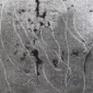 Maria Scarpini