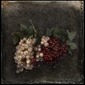 still life-currants