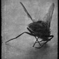 still life-fly