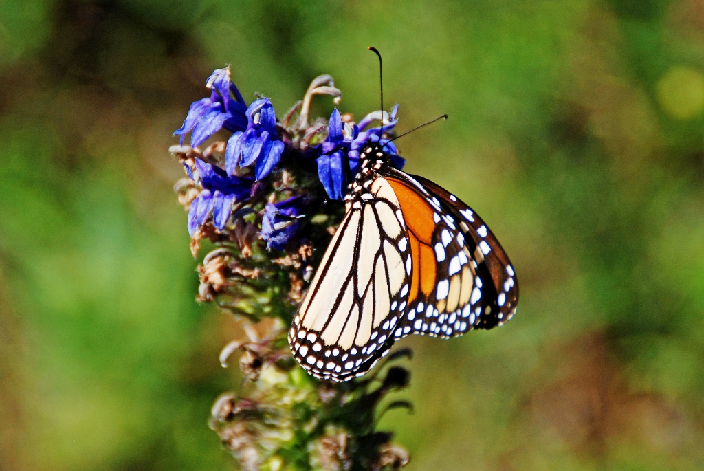 Show us your butterflies... - Wildlife images from around ...