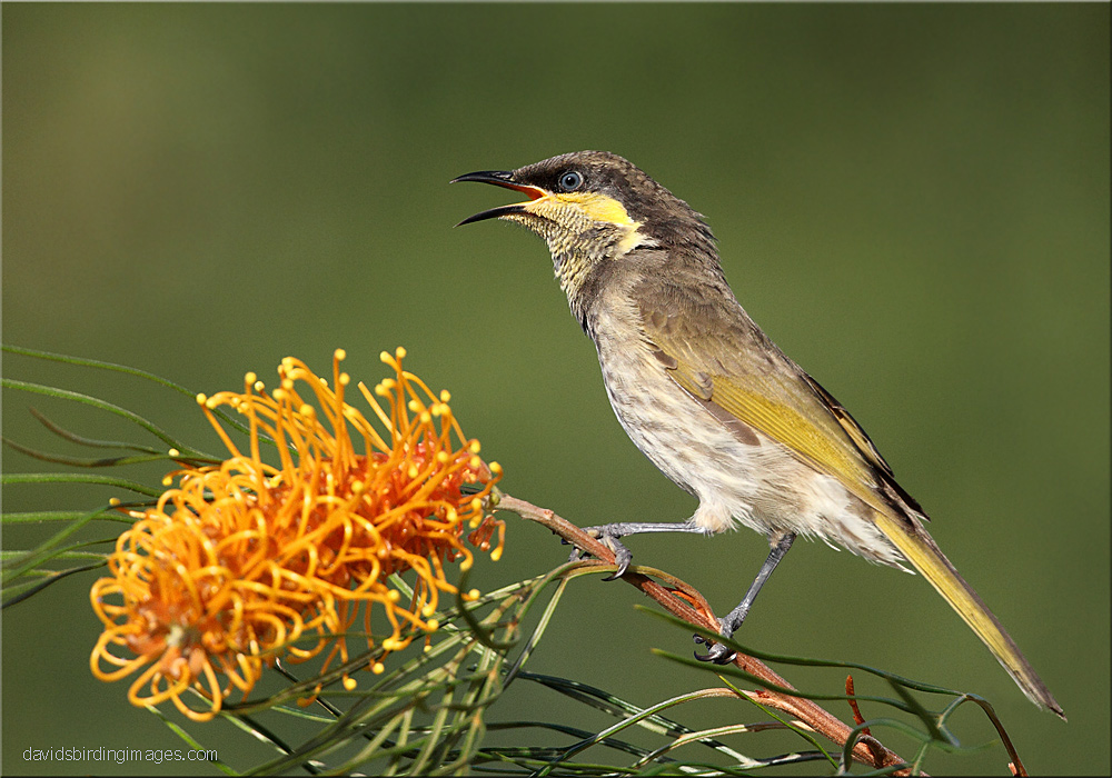 Australian Honeyeaters Worldwide birds Safaritalk