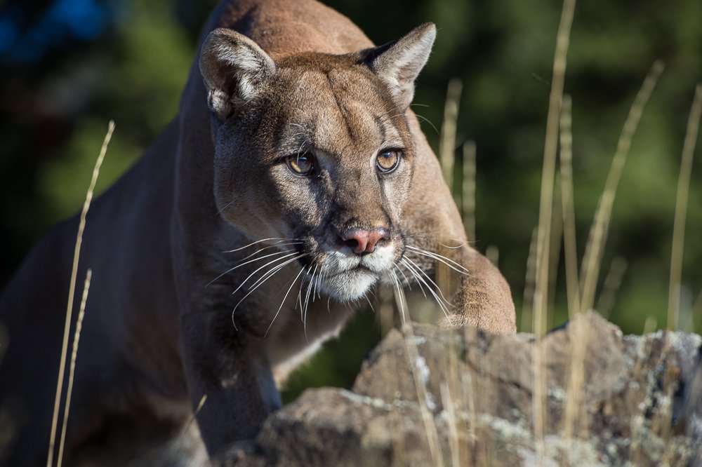 Predators of Montana Worldwide Safaritalk
