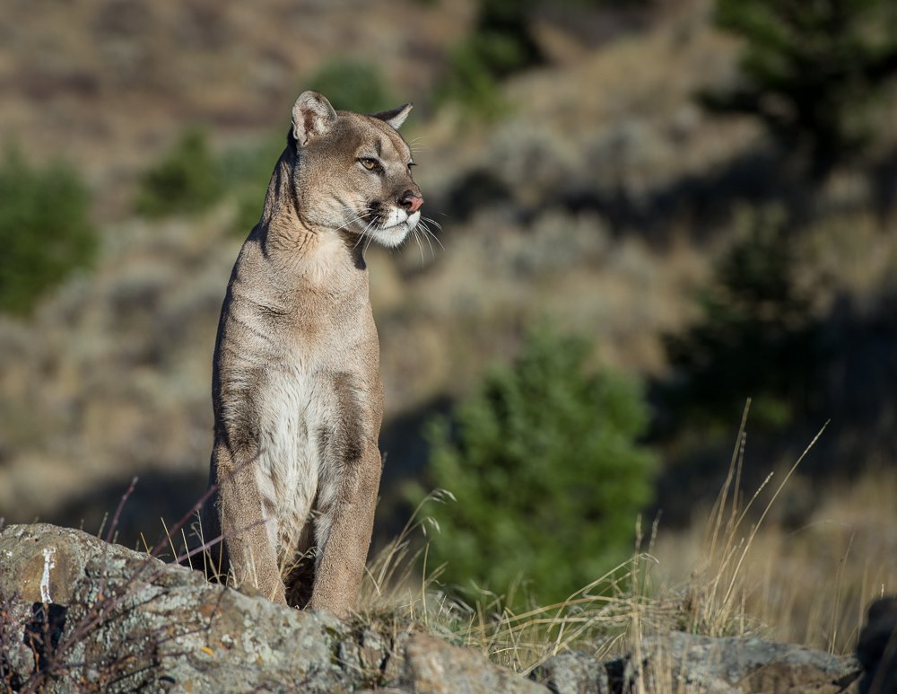 Predators of Montana Worldwide Safaritalk