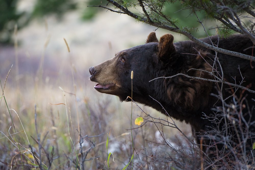 Predators of Montana Worldwide Safaritalk