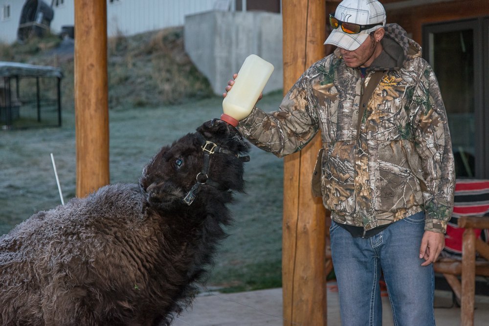 Predators of Montana Worldwide Safaritalk