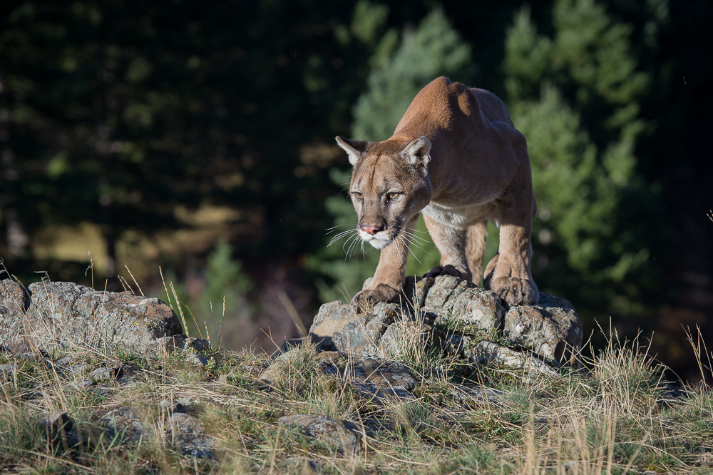 Predators of Montana Worldwide Safaritalk
