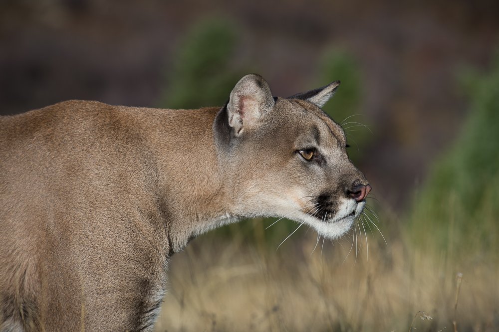Predators of Montana Worldwide Safaritalk