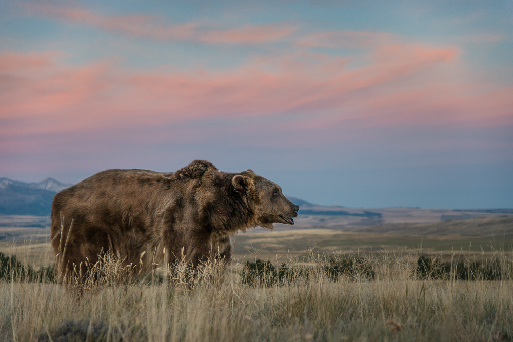 Predators of Montana Worldwide Safaritalk