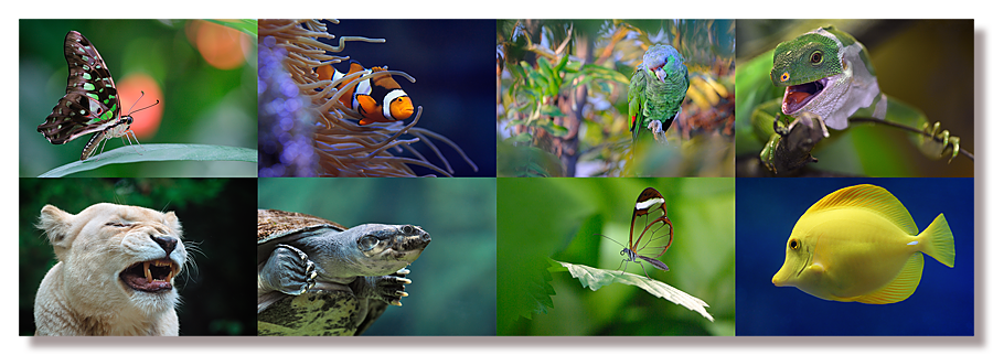 zoo_parc_animalier_serre_tropicale_aquarium_bd.png zoo_parc_animalier_serre_tropicale_aquarium_bd.png