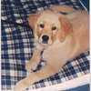 Lucy_puppy_1_large