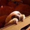 Sloth_scared_large