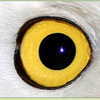 Owleye_large