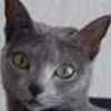 Caticon_large
