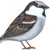 Sparrow3_large