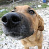 Dog_large