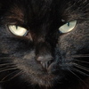 Avatar_large