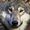 werewolf
