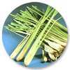 Lemongrass_large