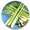 Lemon Grass