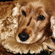 BirdDog
