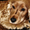 BirdDog