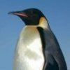 Penguin_large