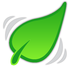 Bigleaf_1__medium