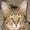 CatsAreGods