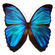 BluButterfly