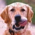 Childrens_square_puzzle_25pc_medium