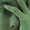 Will Adam