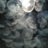 Iphone_images_024_large