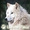 WhitePaw
