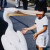 Boybird_large
