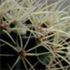 Pavatar_large
