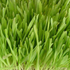 Grass_large