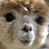 Alpaca_large