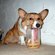 tootdog