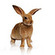 thewildhare