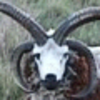 Avatar_1_large
