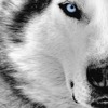 White_wolfs_large
