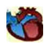 Arteries_large